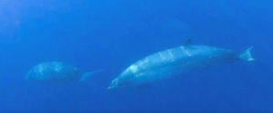 Científicos creen haber encontrado nueva especie de ballena