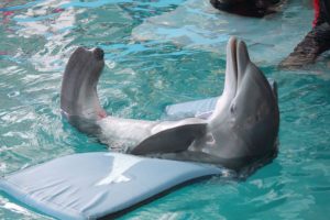 Winter, la delfín discapacitada. Foto: CMA