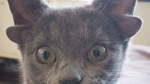 Midas, la gata con cuatro orejas. Foto: Instagram