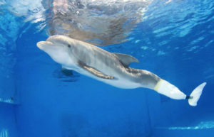 Winter, la delfín discapacitada. Foto: CMA