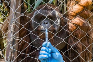 Orangután de Borneo 