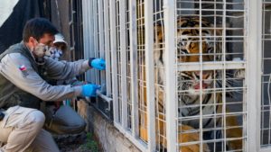 Vacunación a tigre de Bengala en Chile