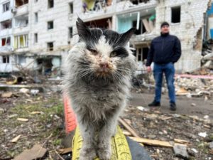 Gato adoptado por el Ministerio del Interior de Ucrania. Foto: Twitter de Anton Gerashchenko