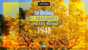 29 de mayo: Se declara el Araguaney como Árbol Nacional de Venezuela