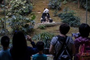 Murió An An, el panda macho más anciano del mundo