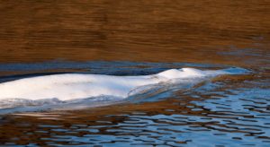 Ballena beluga rescatada en río Sena. Foto EFE