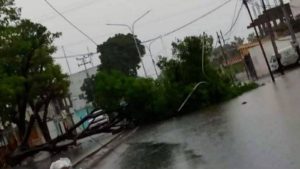 Las lluvias derrumbaron un árbol en la avenida Rómulo Gallegos, en el centro de la ciudad de Coro.
