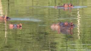 Hipopótamos. Foto: AFP.