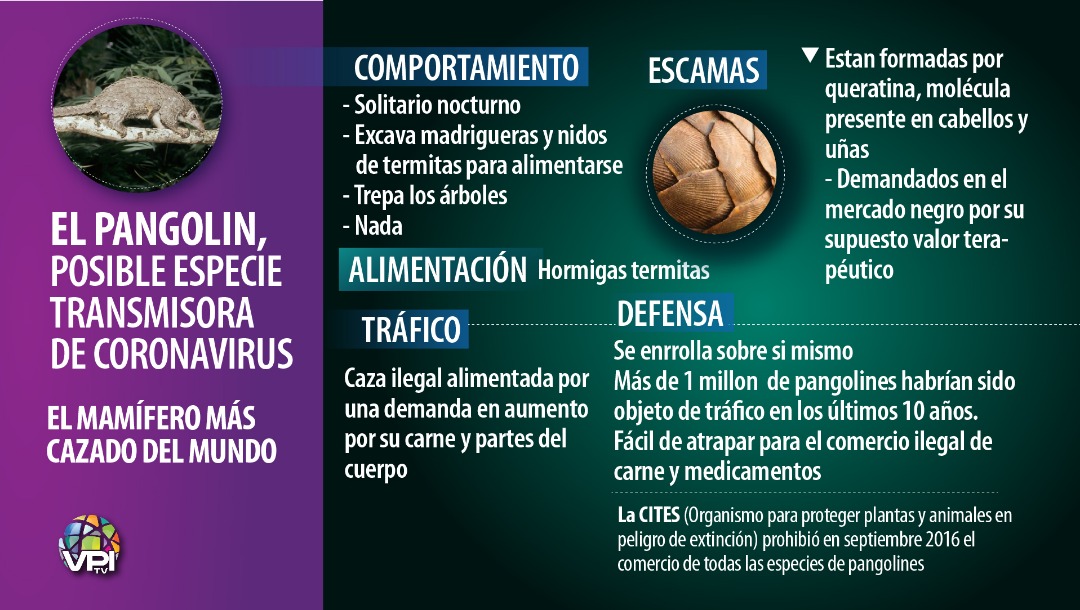 El pangolin, posible especie transmisora de coronavirus