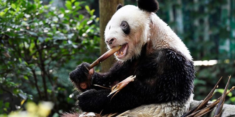 Panda-xinxing