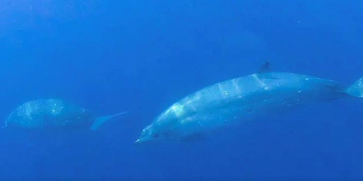 Científicos creen haber encontrado nueva especie de ballena