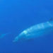 Científicos creen haber encontrado nueva especie de ballena
