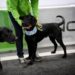 #Covid19 | Perros en Florida son entrenados para detectar la covid-19