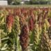 #Venezuela | Siembra de sorgo en Guárico disminuyó 90% en los últimos 11 años