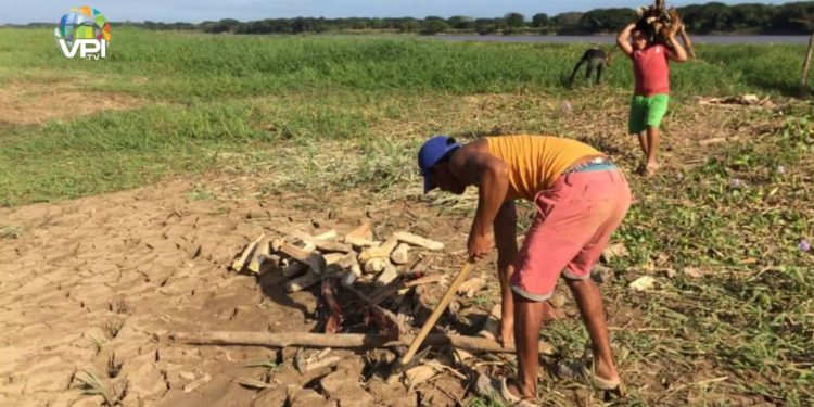 #Comunidad | Comenzaron siembras de ciclo corto en playones de río Apure