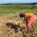 #Comunidad | Comenzaron siembras de ciclo corto en playones de río Apure