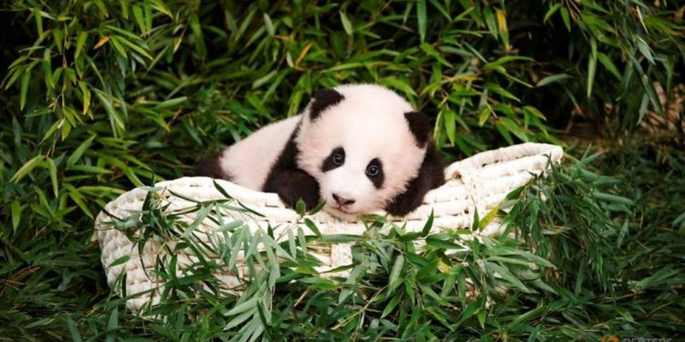 #Variedades | El adorable “ataque” de un bebé panda a su cuidador del zoológico