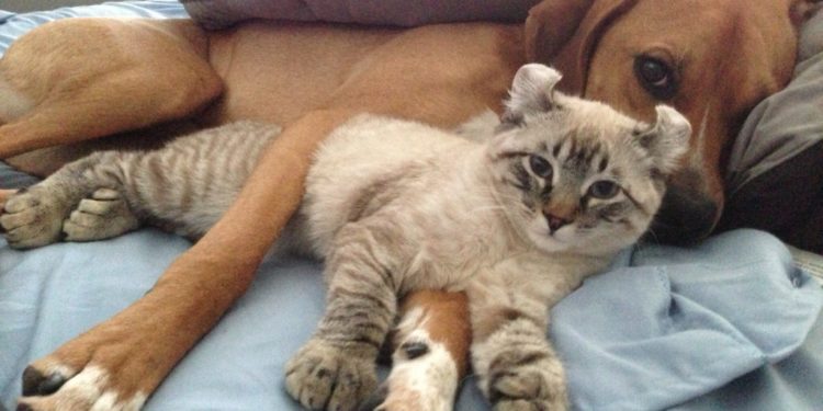 #Venezuela | Maltrato de animales podría convertirse en delito penado con cárcel 