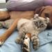 #Venezuela | Maltrato de animales podría convertirse en delito penado con cárcel 