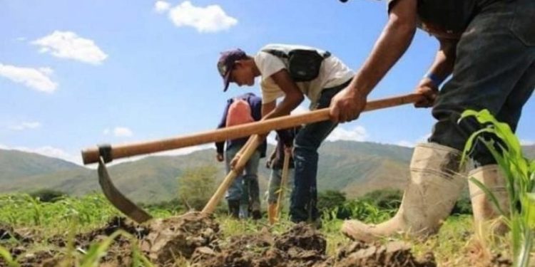#Venezuela | Productores de Lara temen por posible escasez de alimentos en mercados municipales