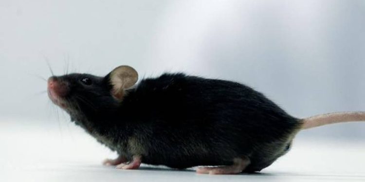 #Variedad | Científicos alemanes crearon tratamiento para ratones con parálisis