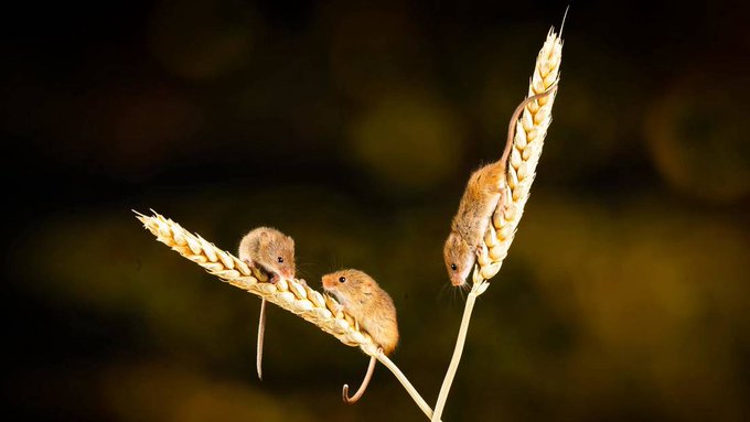 Ratones | Foto: Cortesía vía Twitter