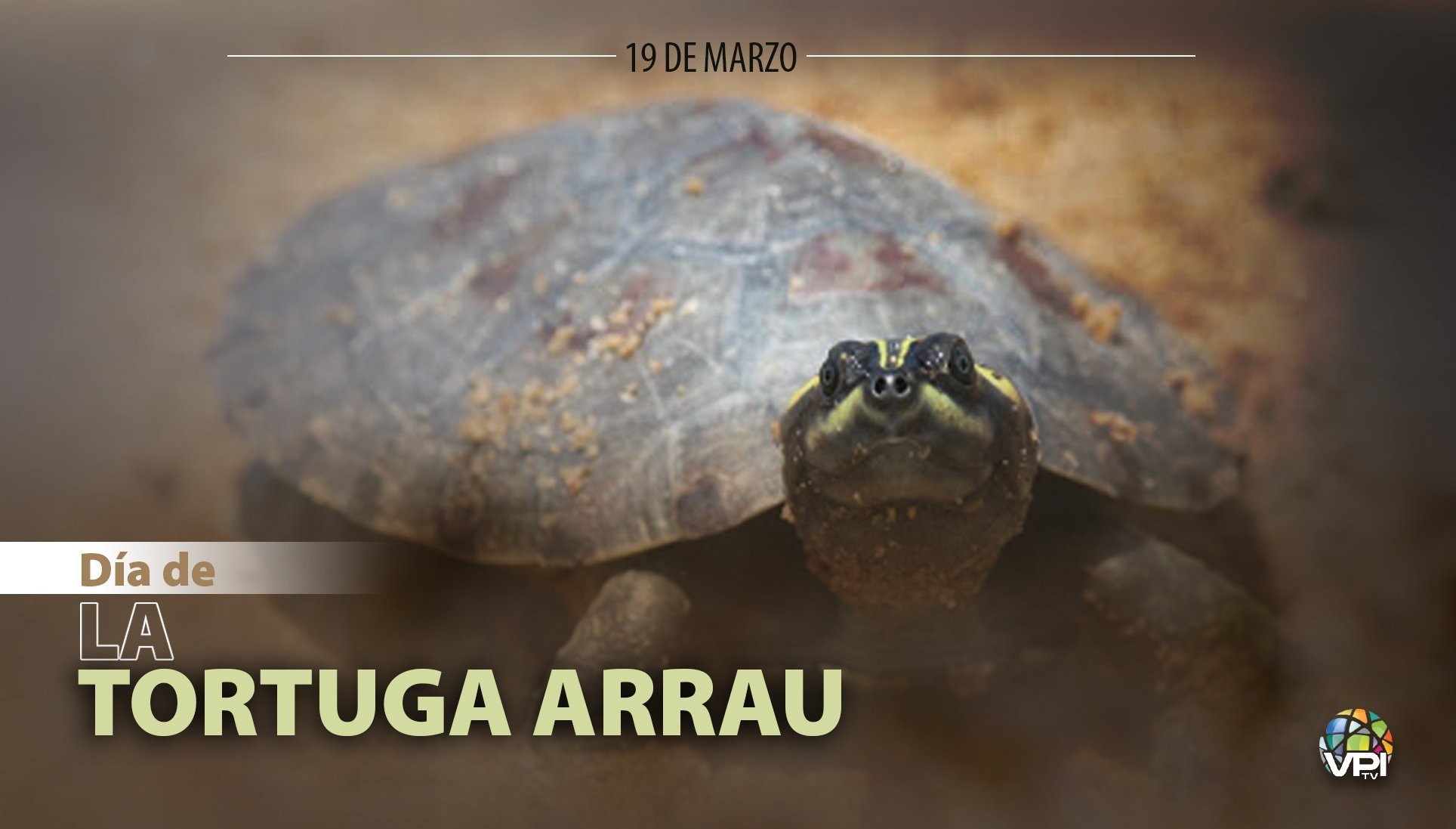 Tortura Arrau