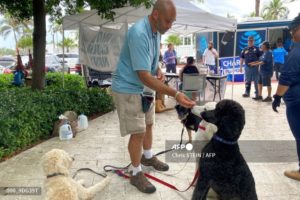 perros de terapia