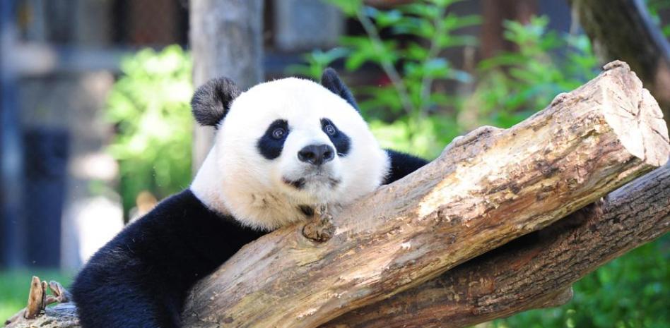 Oso Panda