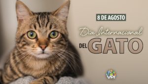 Día Internacional del Gato