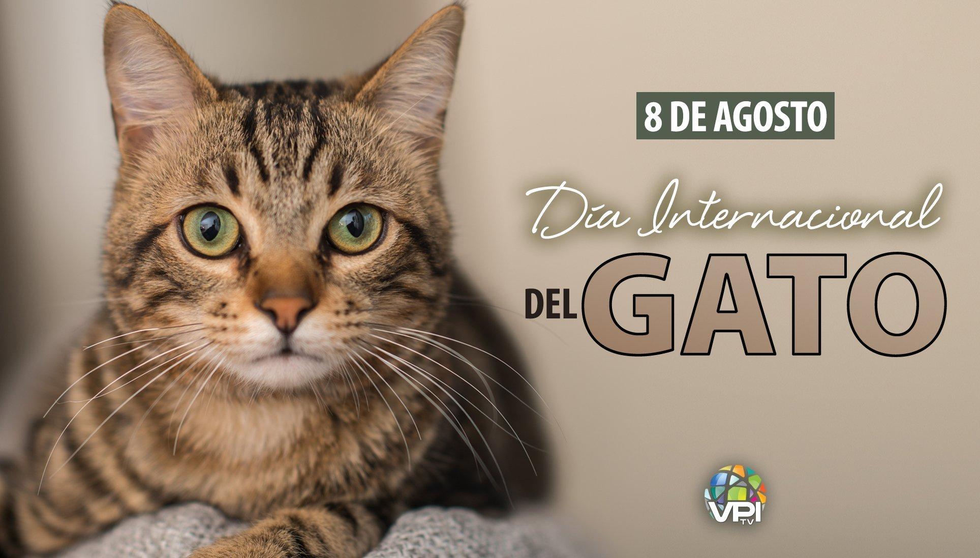 Día Internacional del Gato