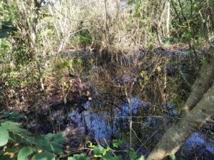 Río Neverí contaminado por hidrocarburos. Foto: Twitter