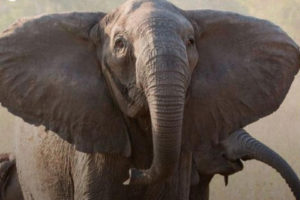 Elefante sin colmillos.