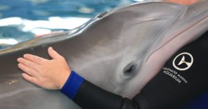 Winter, la delfín. Foto: Clearwater Marine Aquarium