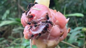 Abejas alimentándose del cebo.