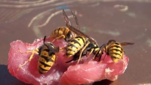 Abejas buitre.