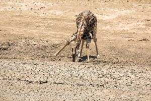 Jirafa intentando tomar agua. Foto: Twitter