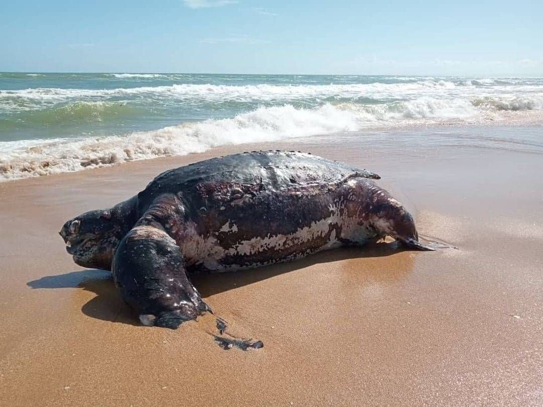 Tortuga