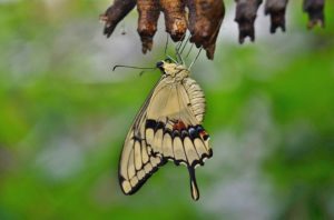 Mariposa y crisálidas. 