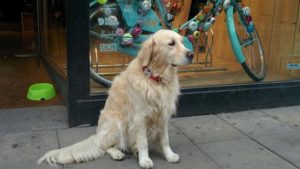 Perro afuera de una tienda.