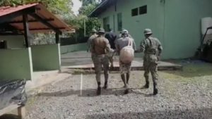 Foto: Captura de pantalla Twitter Senafront Panamá (@senafrontpanama).