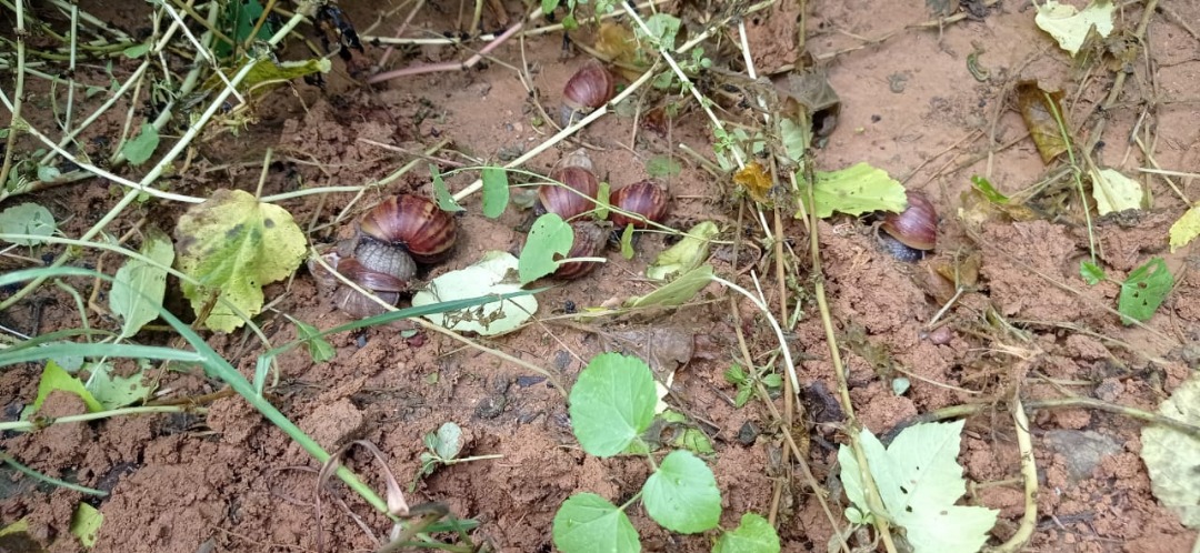 Caracoles africanos. Foto cortesía