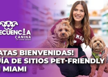 “¡Patas bienvenidas! Guía de sitios Pet-Friendly en Miami” – Frecuencia Canina