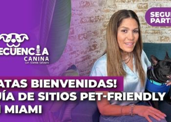 !Patas bienvenidas! Segunda guía de sitios PET- FRIENDLY en Miami – Frecuencia Canina