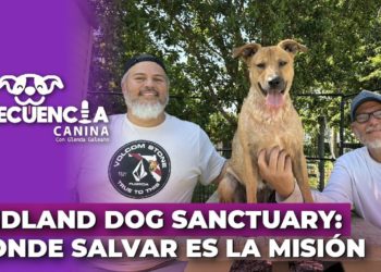 «Redland Dog Sanctuary: Donde Salvar es la Misión» – Frecuencia Canina